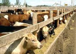Image of cattle eating at feedlot
