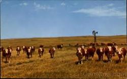 Image of cattle by windmill