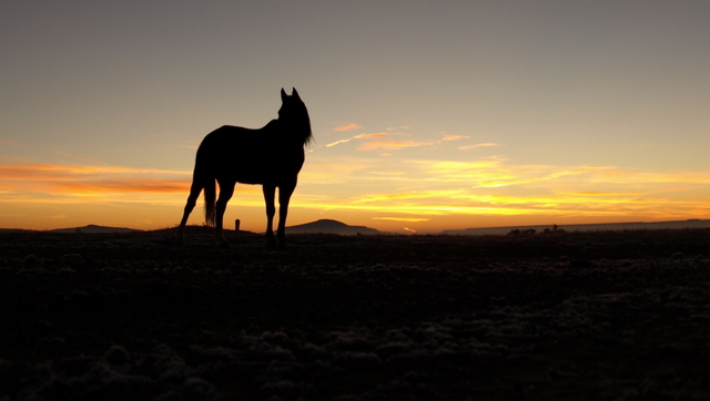 Image of horse with sunset